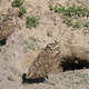 Illustration for article titled How the Hell Did I Not Know About the Burrowing Owl?